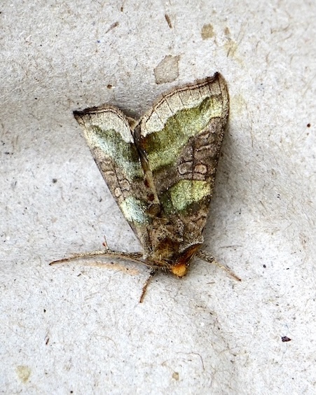 burnished brass